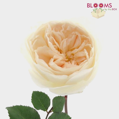 Garden Rose Purity Light Peach - Bulk