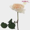 Garden Rose Purity Light Peach - Bulk