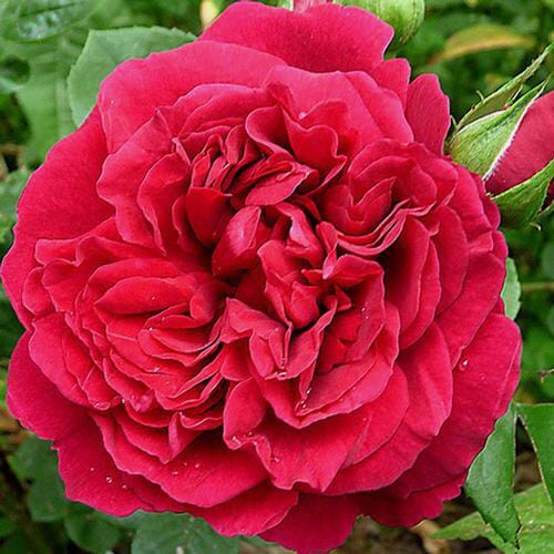 Wholesale flowers prices - buy Garden Rose Tess Red - Bulk in bulk