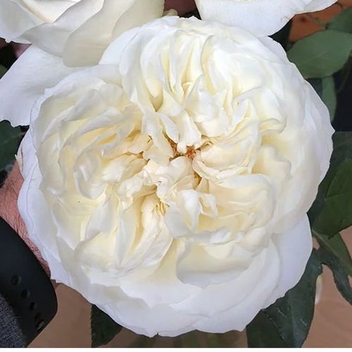 Garden Rose Ella Ivory - Bulk
