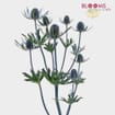 Thistle Eryngium Bulk