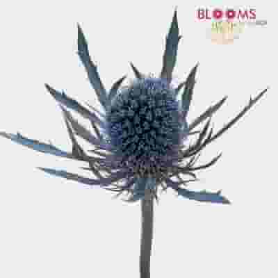 Thistle Eryngium Bulk