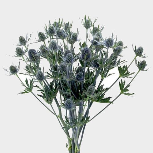 Wholesale flowers prices - buy Thistle Eryngium Bulk in bulk