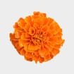Orange Marigold Flowers - Bulk