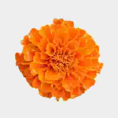 Orange Marigold Flowers - Bulk