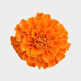 Orange Marigold Flowers - Bulk