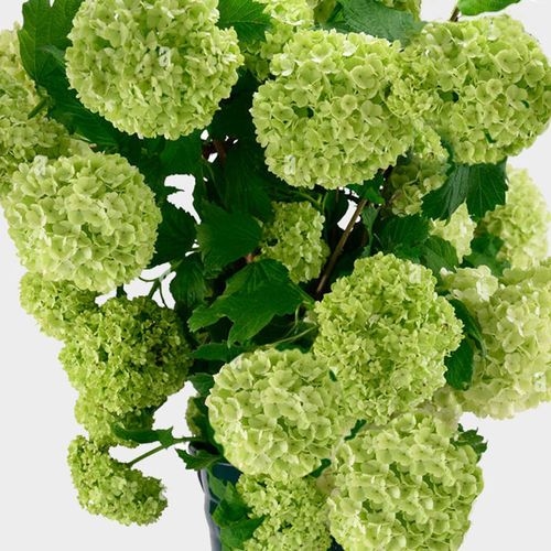 Viburnum SnowBall - Bulk