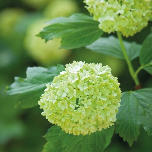 Viburnum SnowBall - Bulk