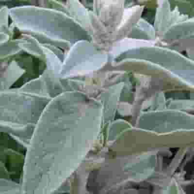 Lambs Ear Greenery - Bulk