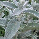 Lambs Ear Greenery - Bulk