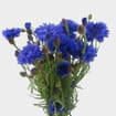 Cornflower Assorted - Bulk