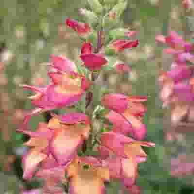 Foxglove Illumination Flowers - Bulk