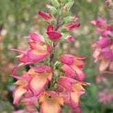 Foxglove Illumination Flowers - Bulk