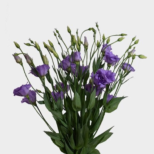 Wholesale flowers prices - buy Lavender Lisianthus Flower in bulk