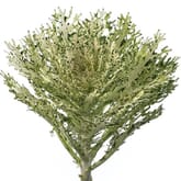 Feathered Kale Assorted Bulk