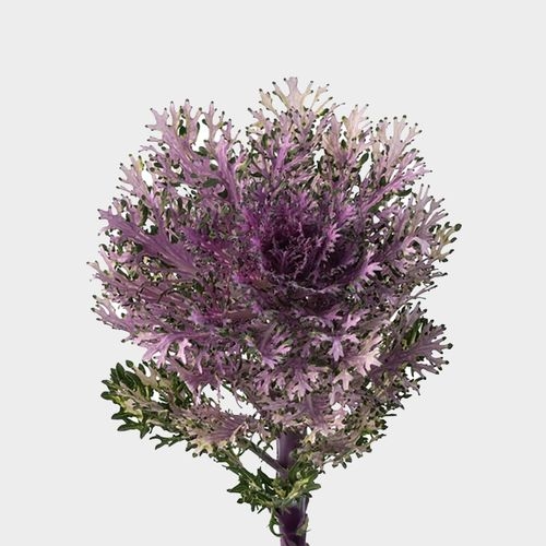 Feathered Kale Purple Bulk