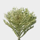 Feathered Kale White Bulk