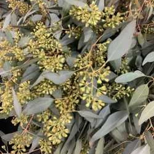 Garland Seeded Eucalyptus 8 Feet - Wholesale - Blooms By The Box