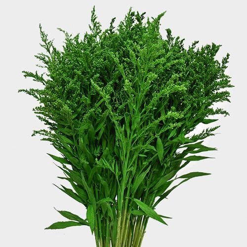 Wholesale flowers prices - buy Solidago Tinted Green Bulk in bulk