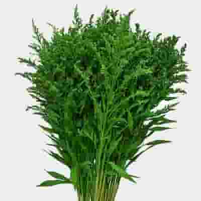 Solidago Tinted Green Bulk