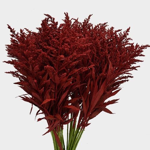Wholesale flowers: Solidago Tinted Red Bulk