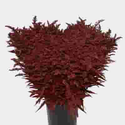 Solidago Tinted Burgundy Bulk