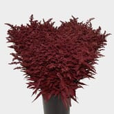Solidago Tinted Burgundy Bulk