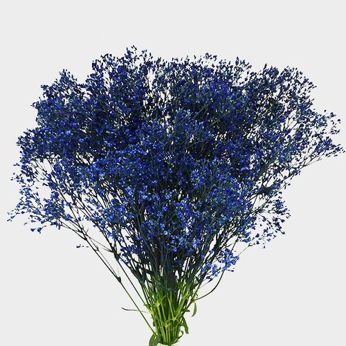 Gypsophila - Tinted Blue Bulk