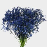 Gypsophila - Tinted Blue Bulk
