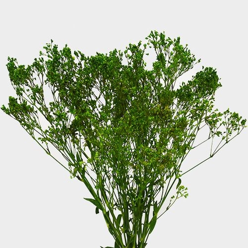 Gypsophila - Tinted Green Bulk