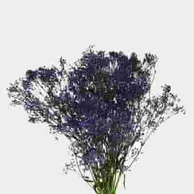 Gypsophila - Tinted Purple Bulk