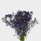 Gypsophila - Tinted Purple Bulk