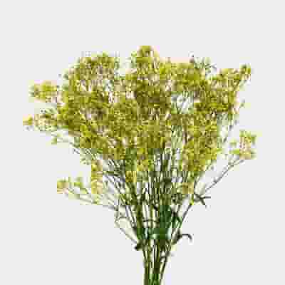 Gypsophila - Tinted Yellow Bulk