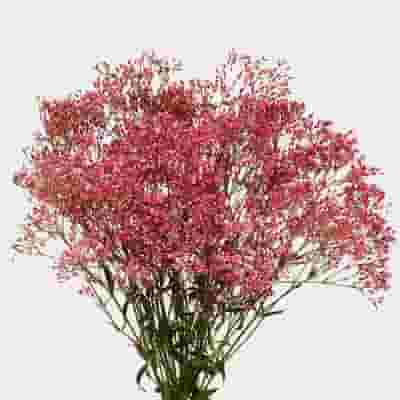 Gypsophila - Tinted Pink Bulk