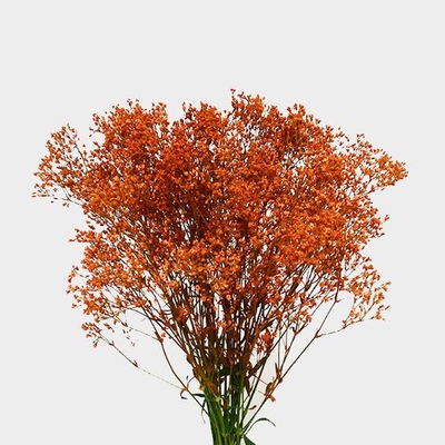 Gypsophila - Tinted Orange Bulk - Wholesale - Blooms By The Box