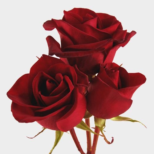 Black Magic Rose 60 Cm.