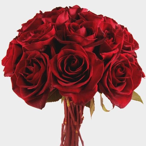 Black Magic Rose 60 Cm.