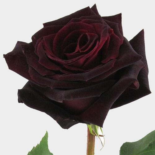 Bulk flowers online - Baccara Black Rose 60 Cm.