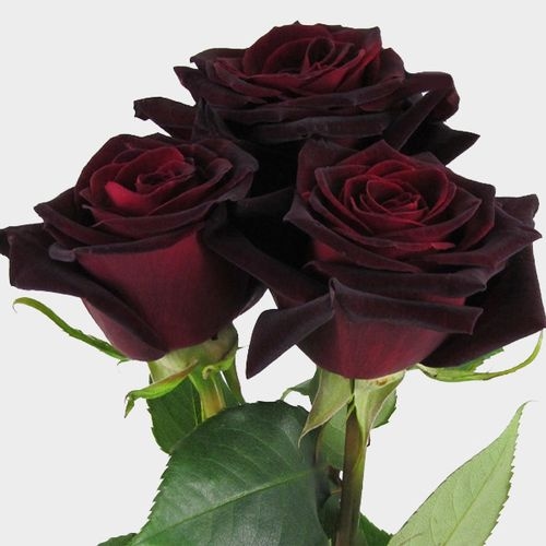Baccara Black Rose 60 Cm.