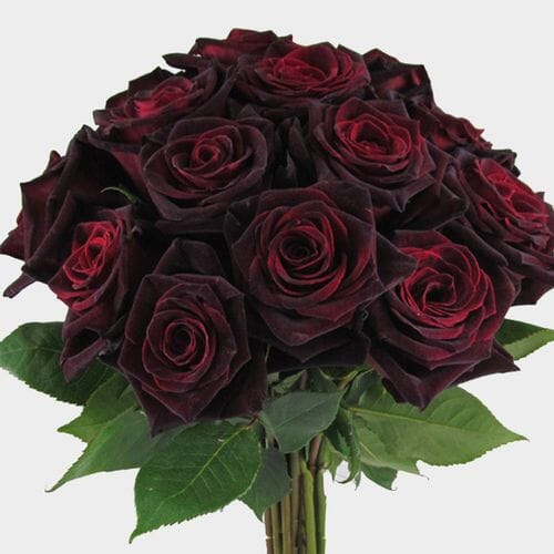 Baccara Black Rose 60 Cm. - Wholesale - Blooms By The Box