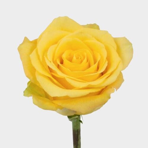 Bulk flowers online - Rose Bikini Yellow 50cm