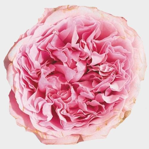 Bulk flowers online - Garden Rose Miranda Pink - Bulk