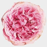 Garden Rose Miranda Pink - Bulk