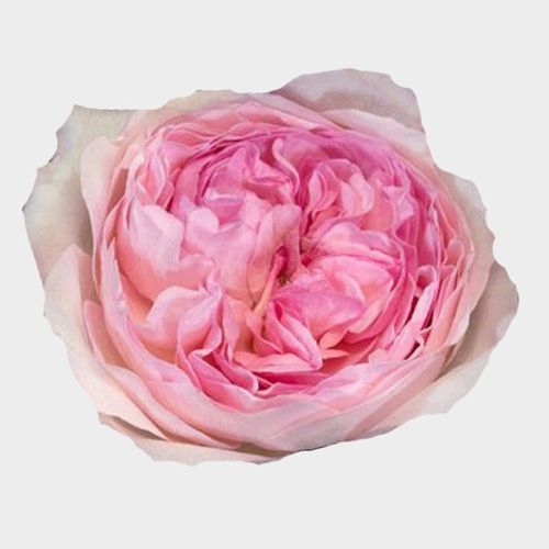 Garden Rose Pink Fragrance - Bulk - Wholesale - Blooms By The Box