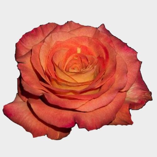 Wholesale flowers prices - buy Garden Rose Sunset Bi-color - Bulk in bulk