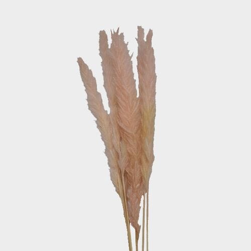 Wholesale flowers prices - buy Pampas Grass - Light Pink in bulk