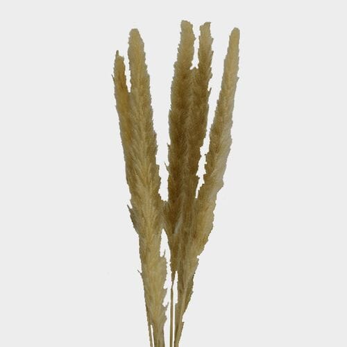 Wholesale flowers prices - buy Pampas Grass - Tan in bulk