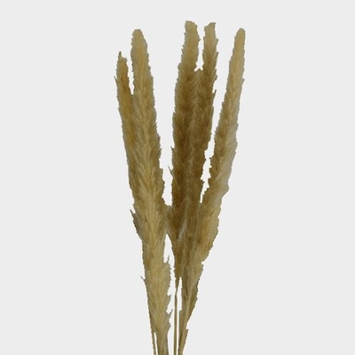 Pampas Grass for sale in Hail, Texas, Facebook Marketplace