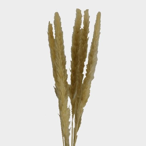 Pampas Grass Dried Hot Pink - Wholesale - Blooms By The Box