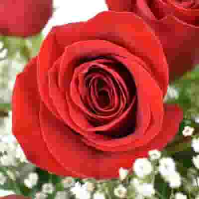 Rose Bouquet 1 Stem - Red Freedom 50 cm - Wholesale - Blooms By The Box